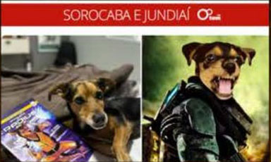 Matéria do G1 sobre o livro Quatro Patas